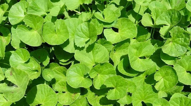 The Benefits of Brahmi