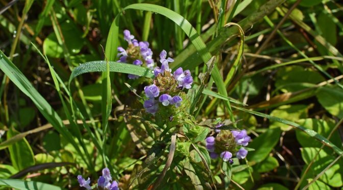 Kulekhara – A Medicinal Herb