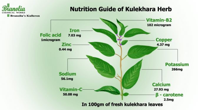 Kulekhara: The Wonder Herb for Nutritional Security